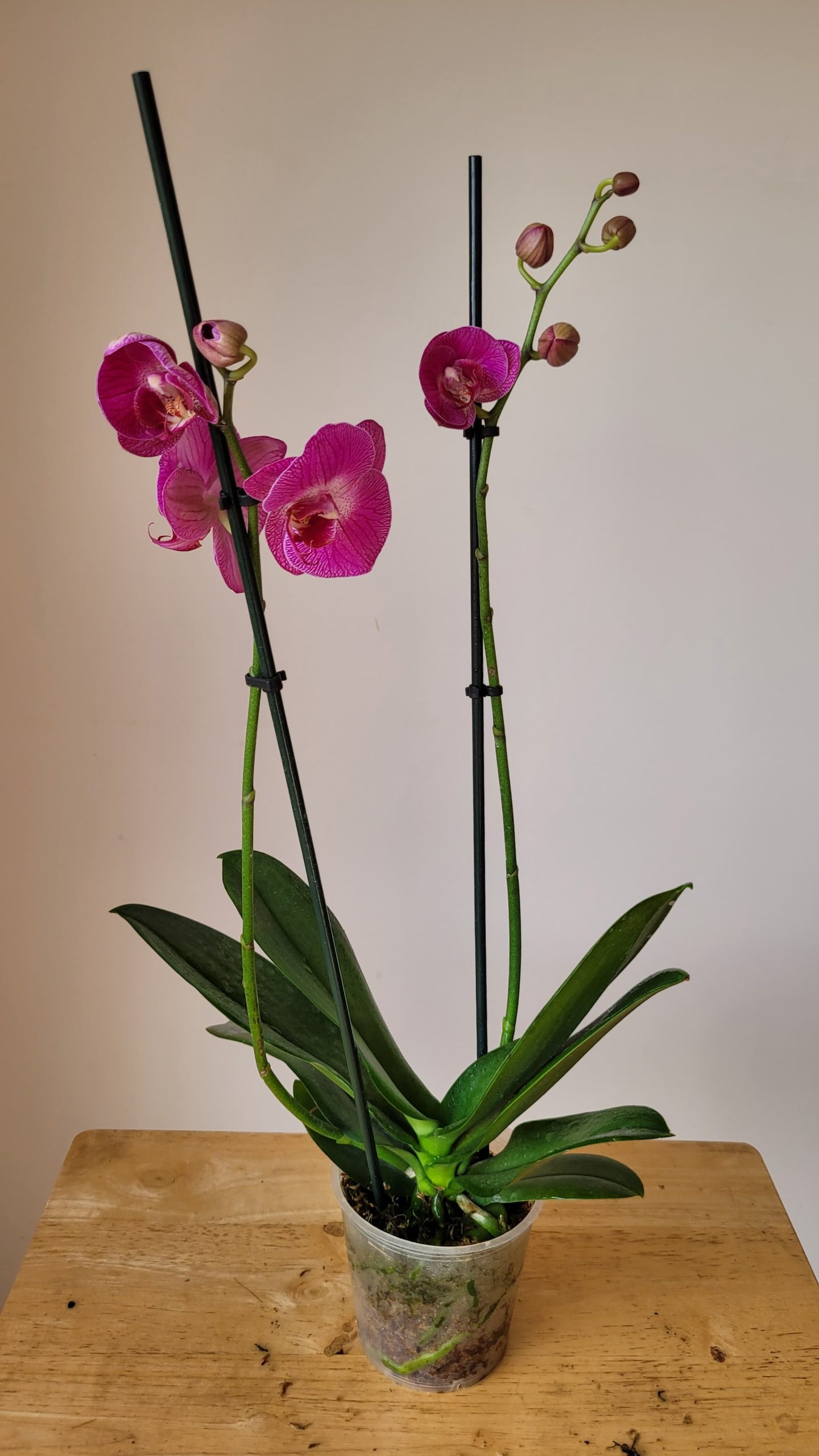 Orquidea Fucsia Rayas ORQUIDEAS E INSUMOS Enviamos A Todo Chile orquidea-fucsia-rayas-orquideas-e-insumos-enviamos-a-todo-chile