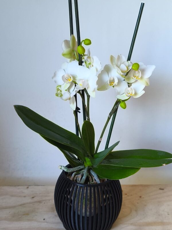 Orquidea mini 3varas maceta linea  ZEN negra