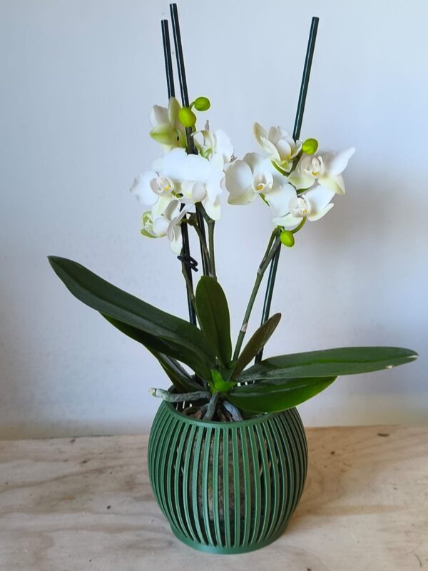 Orquidea mini3 varas maceta linea ZEN verde