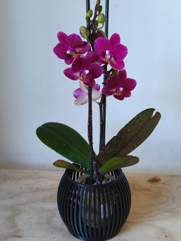 Orquidea mini maceta linea ZEN negra