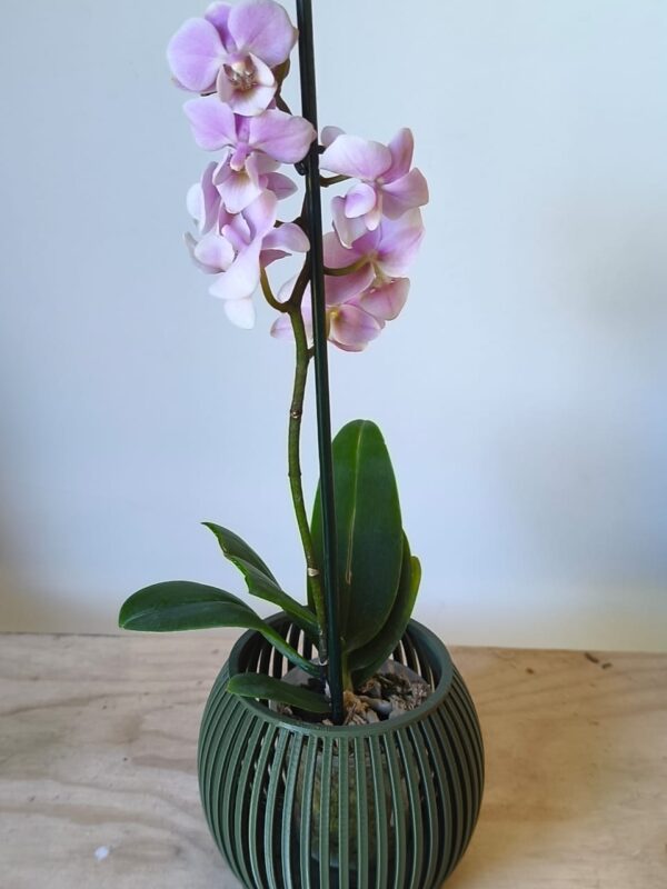 Orquidea mini en maceta ZEN verde