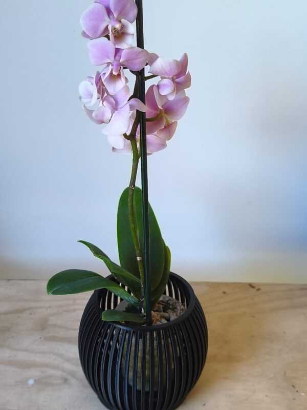 Orquidea mini en maceta ZEN negra