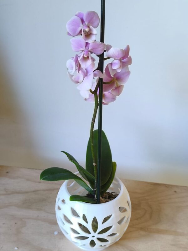 Orquidea mini en maceta FLO blanca