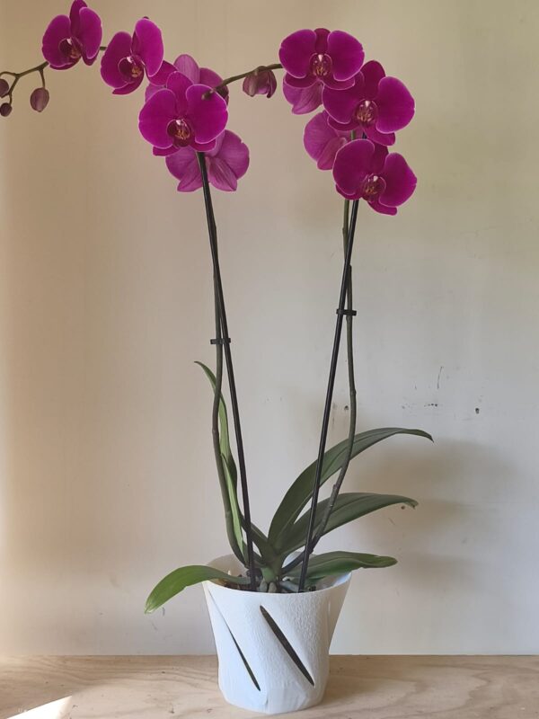 Orquidea grande en maceta linea VIA