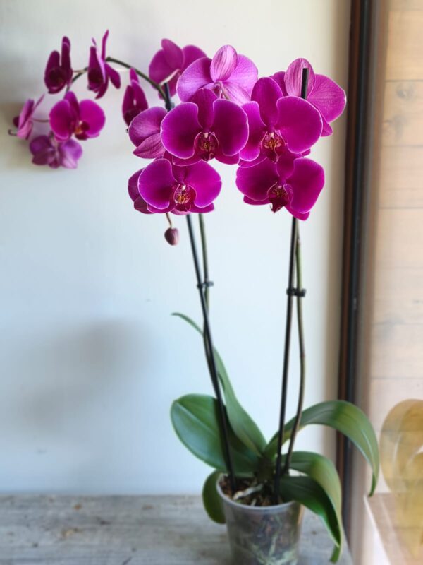 Orquidea grande en maceta de vivero