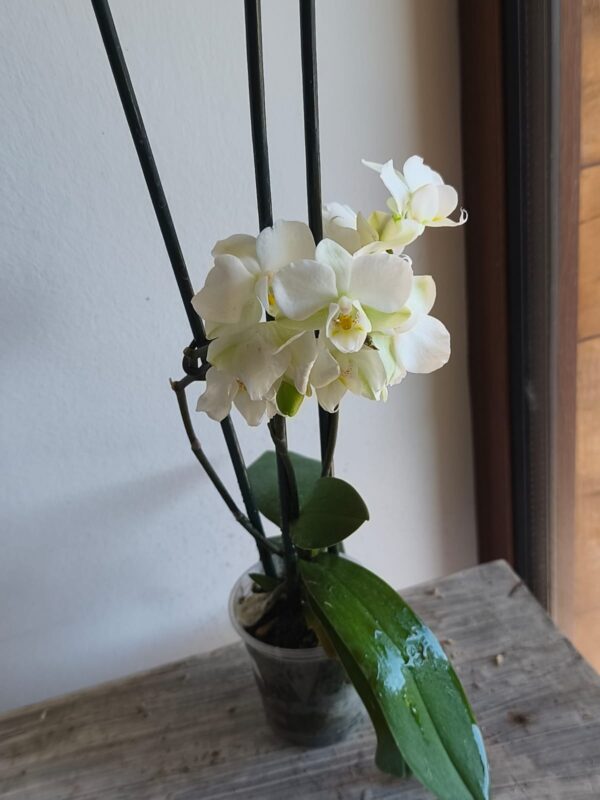 Orquidea mini 3 varas en maceta de vivero
