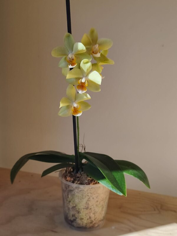 Orquidea multiflora en maceta de vivero