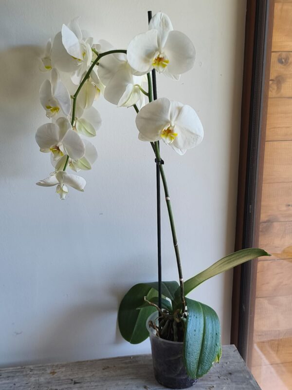 Orquidea grande en maceta de vivero