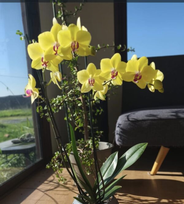 Orquidea grande amarilla en maceta plastica de origen