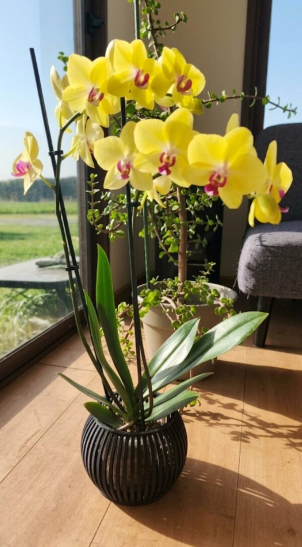 Arreglo orquidea grande maceta Zen negra