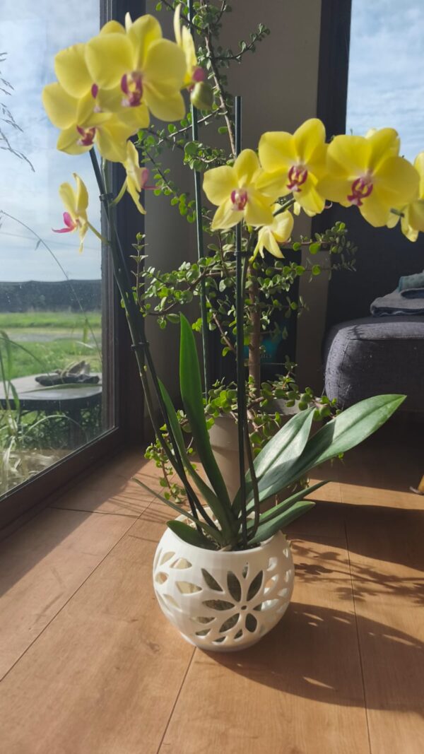 Arreglo de orquidea grande maceta Flo blanca