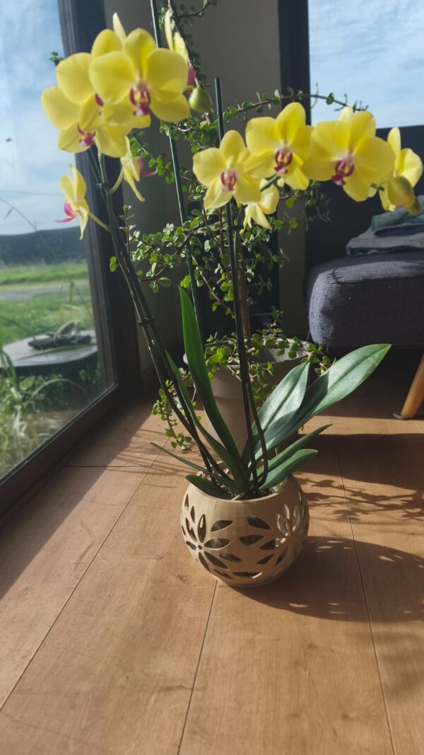 Arreglo de orquidea grande maceta Flo beige