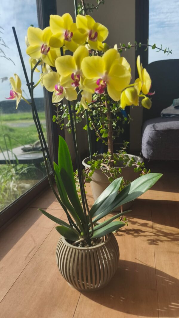 Arreglo de orquidea grande maceta Zen gris