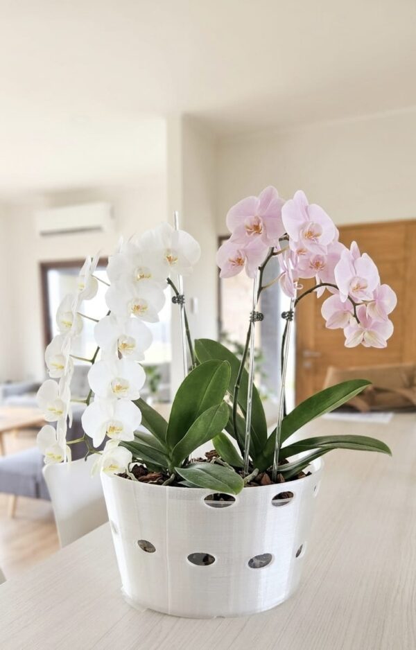 Maceta arreglo para 2 orquideas grandes linea lux  extra grande