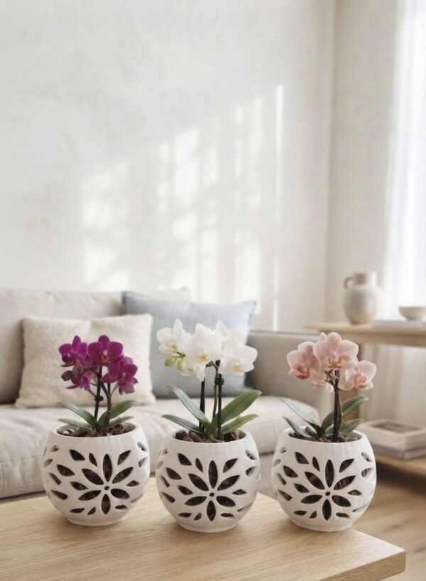 Maceta para orquideas  mini pack 3 unidades blanca linea Flo