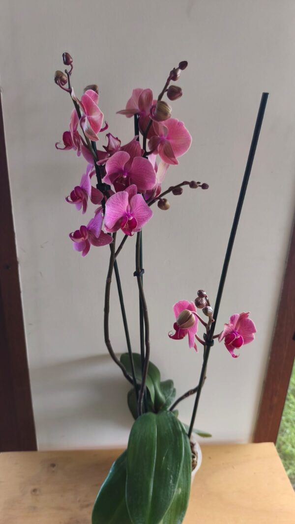 Orquidea grande 3 varas en maceta de vivero