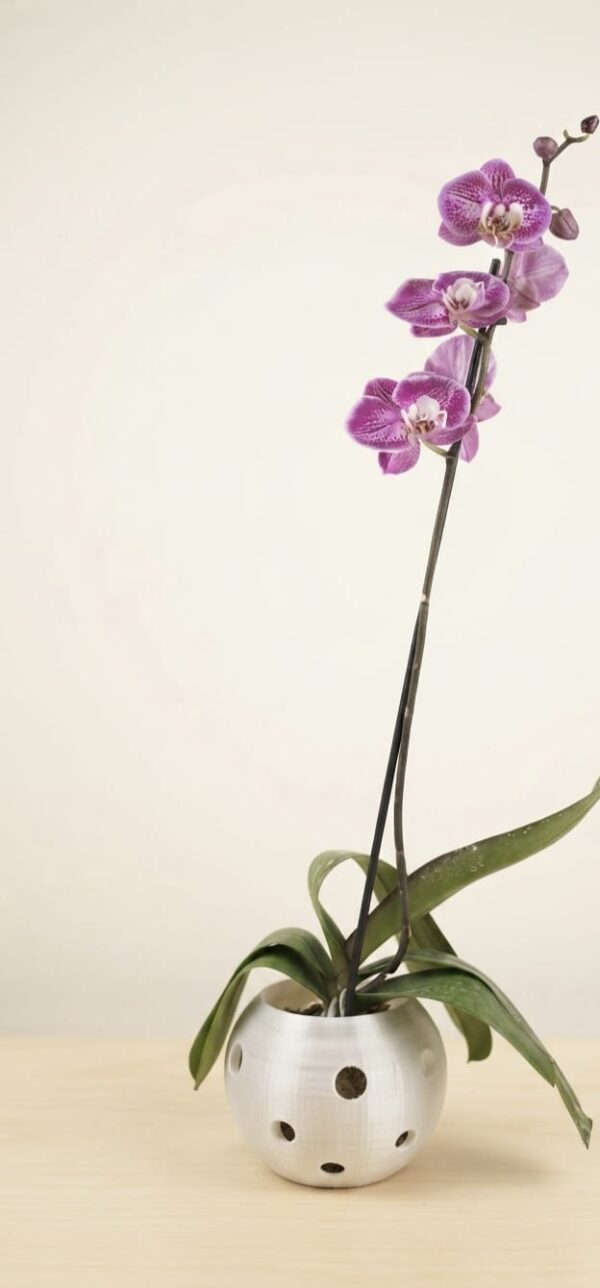 Arreglo orquidea grande maceta Sol trasnparente