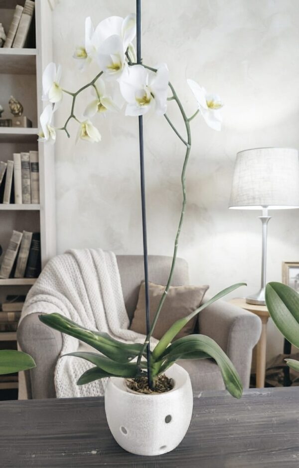 Maceta grande para orquideas linea Soft
